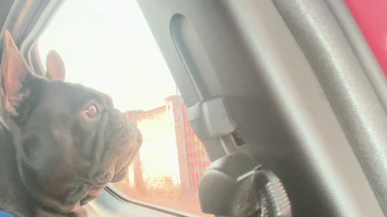Simba Cries Over a Fish Tank