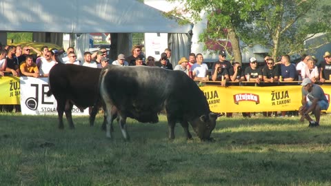 Zećo od Jukića vs Kameni od Arnauta Batin 2025