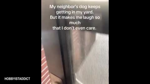 "Warning: Dogs Have More Sass Than You Think 😎🐶 | New Funny Videos 2025