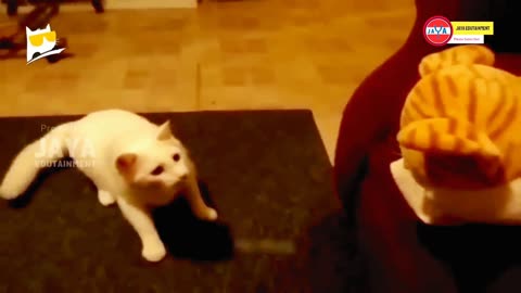 HOLD ON THE LAUGH! 8 Minutes of Hilarious Cat Videos That Will Change Your Mood ~