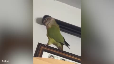 Funniest Animal Videos of 2025! 😂 Prepare to ROFL!