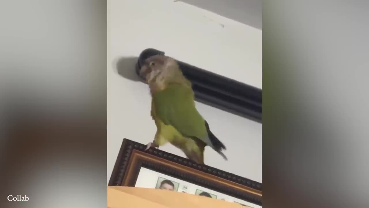 Funniest Animal Videos of 2025! 😂 Prepare to ROFL!