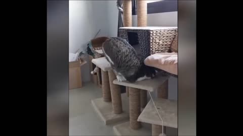 Funny cat🐱