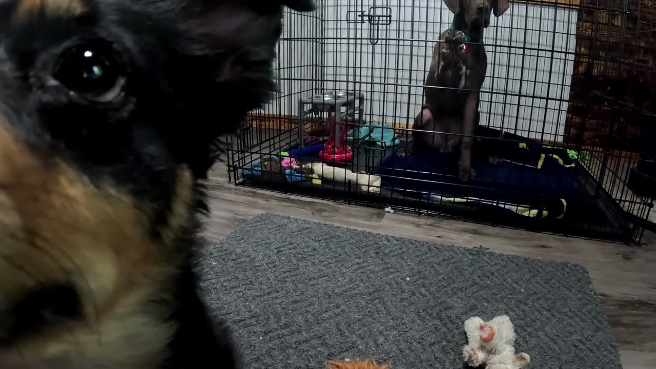 Miss Molly and Buster Brown try lays chips