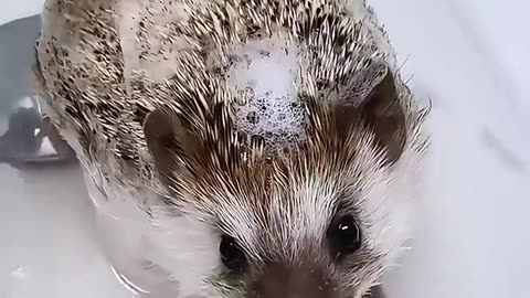 This man found a lost hedgehog and adopted it 🦔💛