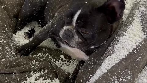 Bulldog Destroys Bean Bag Chair