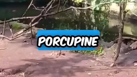 Funny animals talking