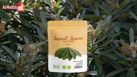 Nutrients in Loquat Leaves and Their Action on Specific Organs