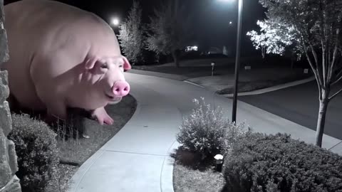 Huge pig caught on CCTV