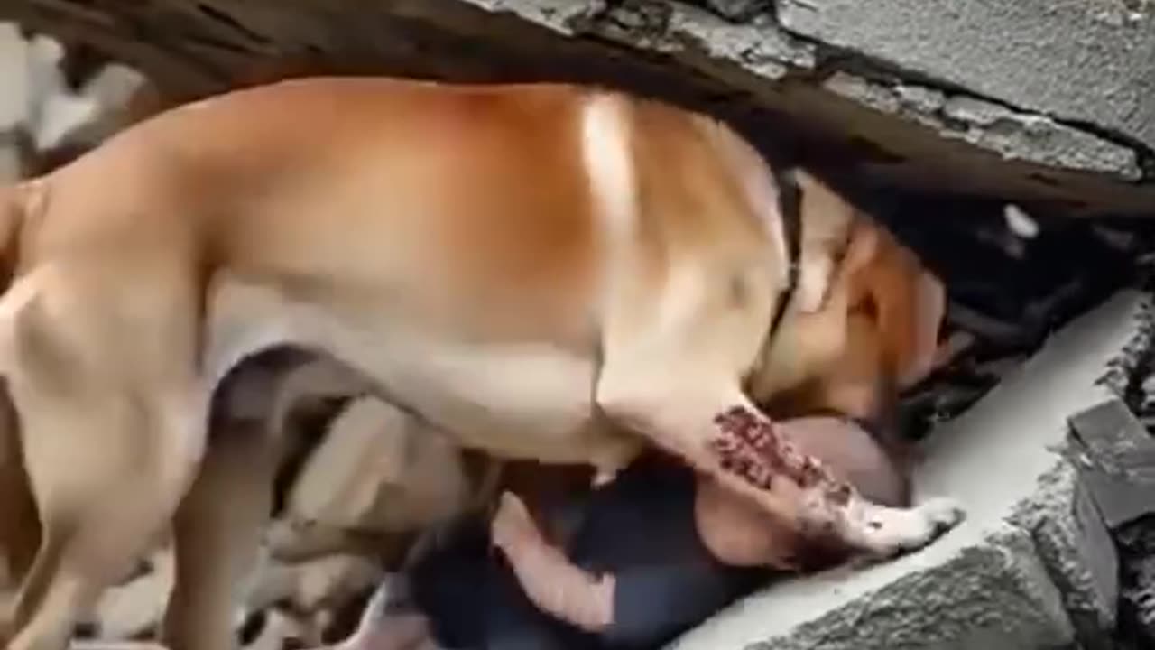 A FAITHFUL DOG SAVES A BOY UNDER THE DEBRIS IN PALESTINE