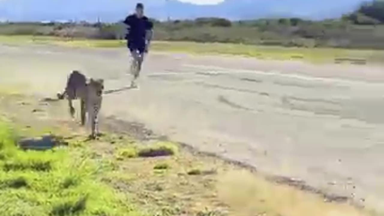 Raced A cheetah 🐆