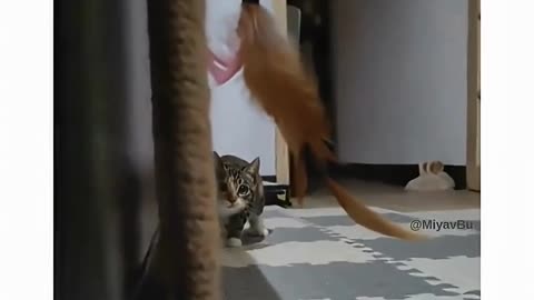 Attention, this player is a cat!