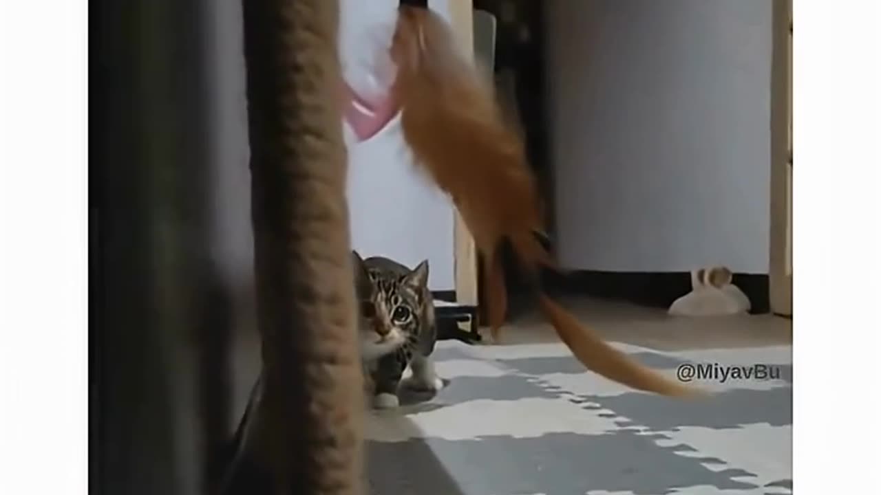 Attention, this player is a cat!