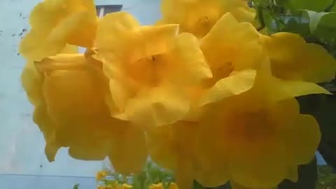 A beautiful bunch of yellow elder, they are beautiful flowers! [Nature & Animals]