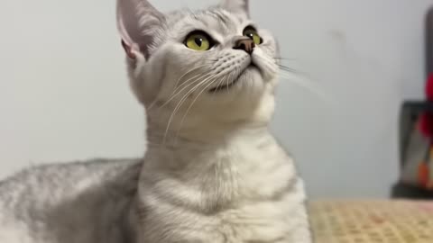 "Just Another Day in My Cat's Life 👑"