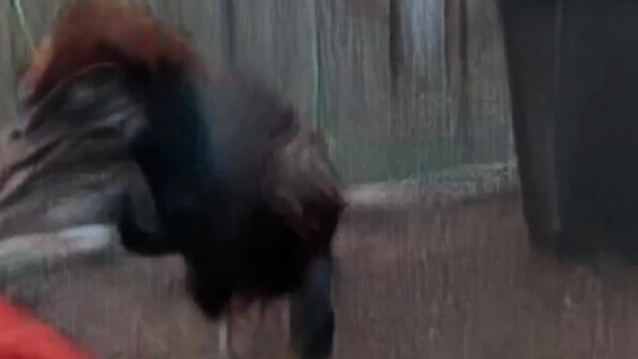 Is my chicken okay?