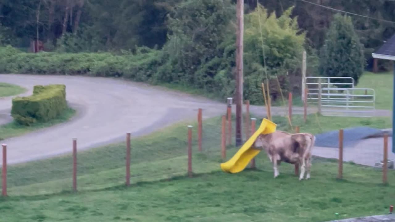 Lucky Bear Hides From Log Truck Noise