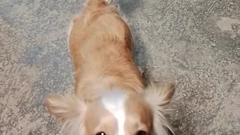 Cute Dog