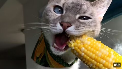 FUNNIEST Animals Eating 😲 😂 | Best Pets Compilation
