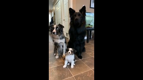 doggie family 🥺🥰#doggie #family #viral