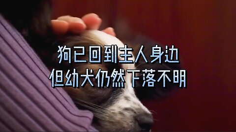 狗已回到主人身边，但幼犬仍然下落不明