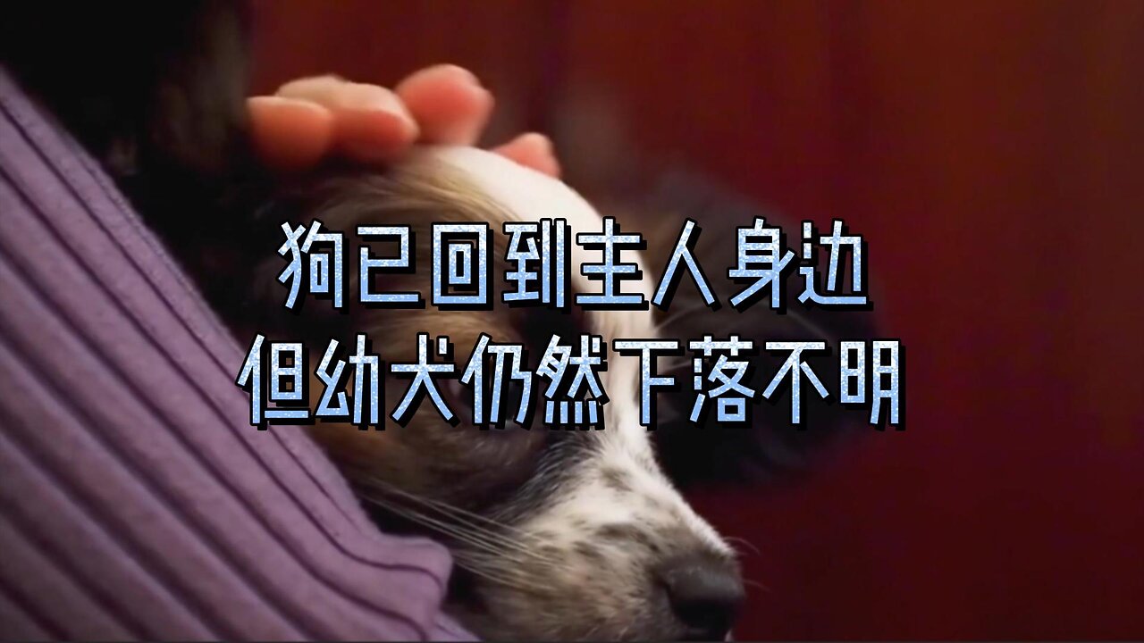 狗已回到主人身边，但幼犬仍然下落不明