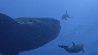 Dolphins escort whale shark through pack of stunned scuba divers