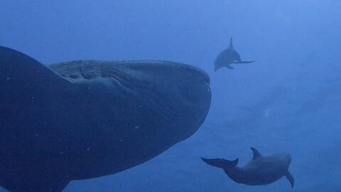 Dolphins escort whale shark through pack of stunned scuba divers