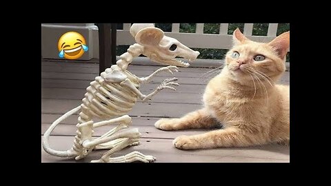 Hilarious Animal Videos😹🐶: Laugh-Out-Loud Funny Moments!