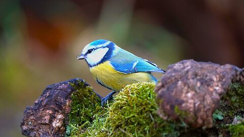 Blue Tits Eating Sunflower Seed Kernels. Little Scuffle at the End