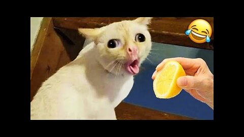 Hilarious Animal Fails & Funniest Pet Reactions!