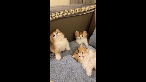 cute 😺 Cat