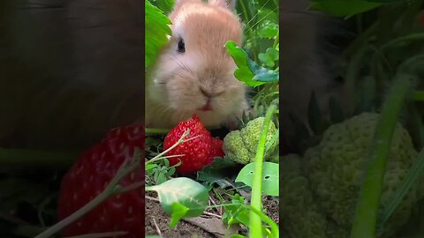 Rabbit secretly eats strawberries in the strawberry field. Cute rabbit. Cute little pastoral pet.