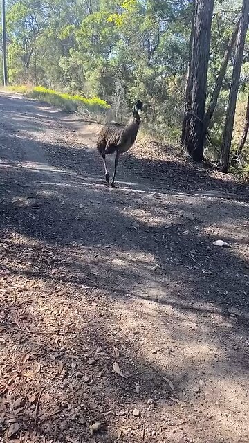 Emu bird 🦅