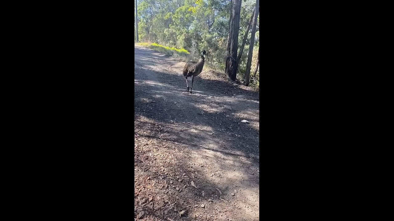 Emu bird 🦅