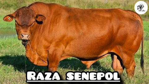 Ganado Senepol: La raza tropical que revoluciona la ganadería