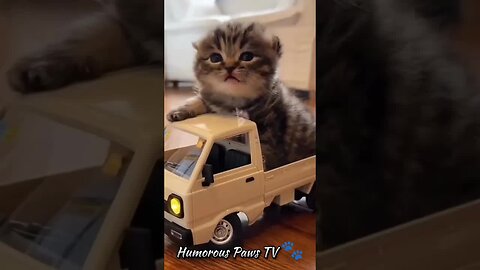 funny animals moments