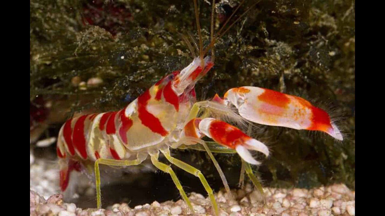 The World's Loudest Creature ! Small But Surprising !
