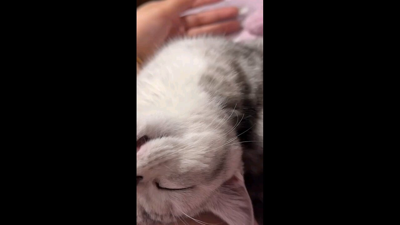 Cute cat sleeping style, 🙀😻😘, #shorts #cat #catlover #animals #Dogandcats #catvideo #pets