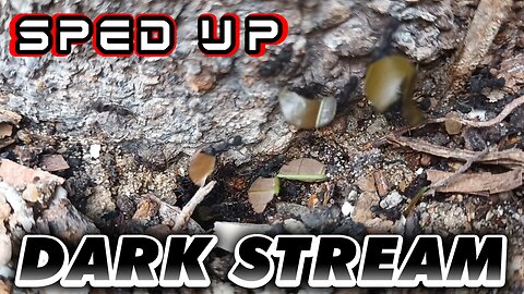 ASMR | The anthill legionaries, seen in a lively display of work day - Sped up