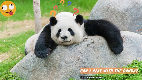 Panda make me funny 😂 Can I Play with Panda ?? Panda funny Short Reels - ZoZo9 @Rumble