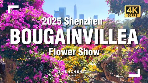The 2025 Shenzhen Bougainvillea Flower Show in China 🌸