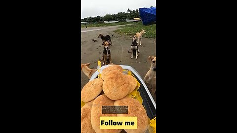 A Small Act of Kindness That Touched Every Heart | Feeding Homeless Dogs 🐕❤️