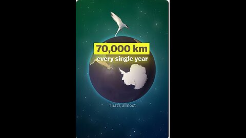 Longest Bird Migration on Earth 🌎 70,000 km Every Year from Arctic to Antarctica 🐦
