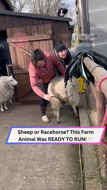 bhed ke UN utare ja rahi hai Turns Into a Rac... 7.5MB 00:13