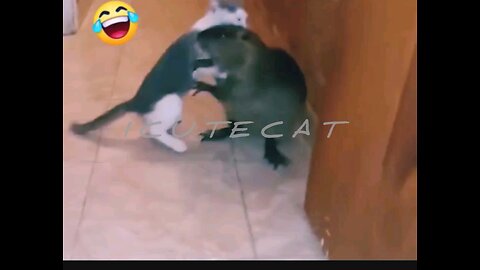 Viral Cats & Kittens viral videos funny cats videos funny cat videos pet videos funny pets cat