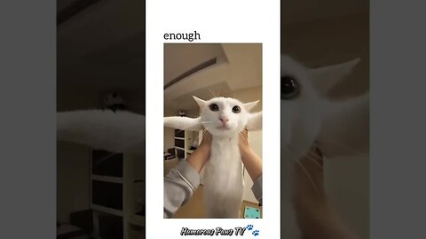 Funny animals 2024😂- Funniest Cats and Dogs Video😹🐶 #13
