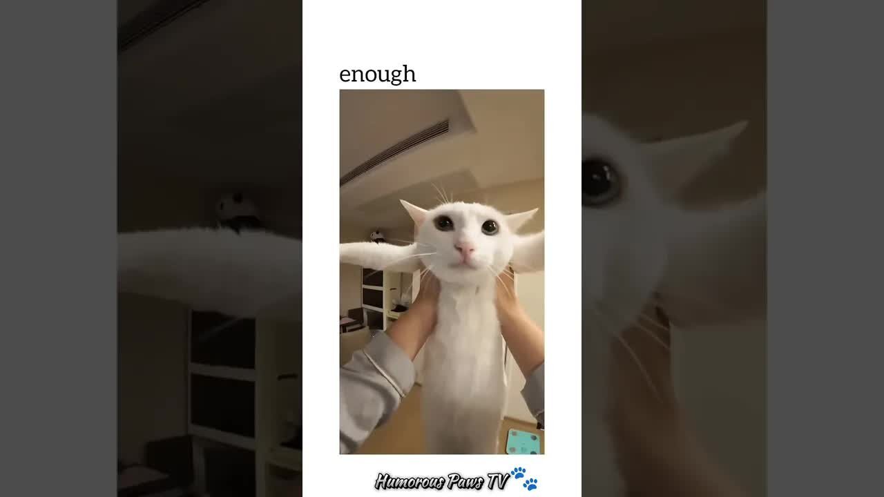 Funny animals 2024😂- Funniest Cats and Dogs Video😹🐶 #13
