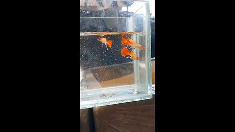 guppy