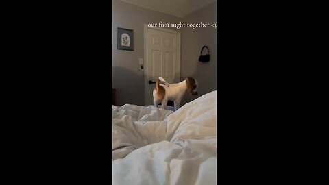 Adopted dog first night in new home